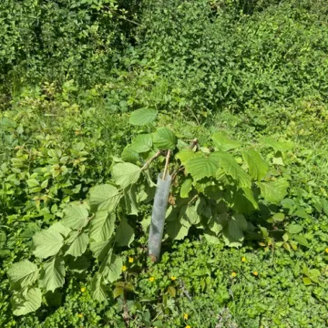 Sapling damage