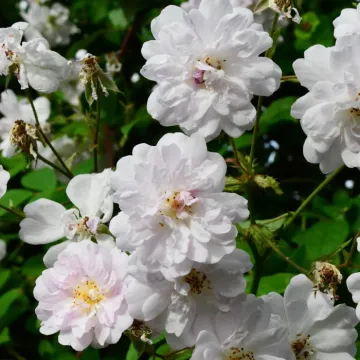 Rose, rose flower, flower wallpaper