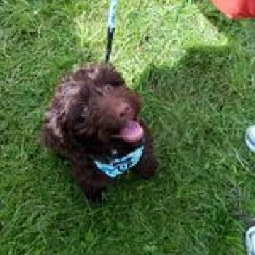 Dog 2