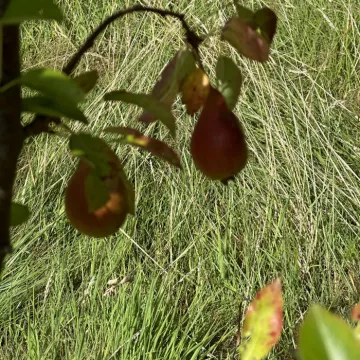 Community Orchard 02