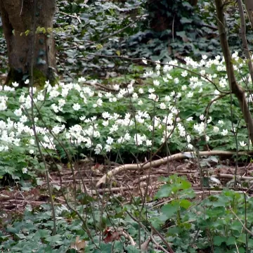 Wood Anemone 1