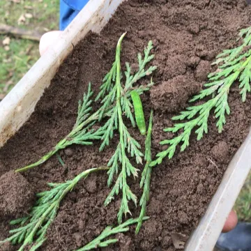 Forest schools