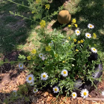 16.5