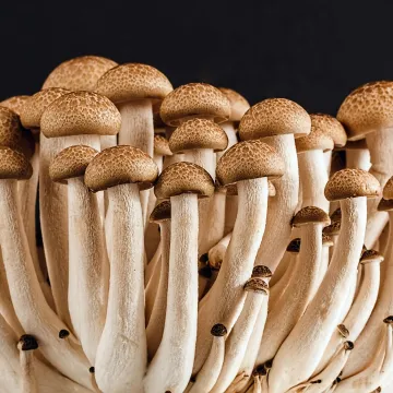 A cluster of fresh, organic mushrooms showcasing