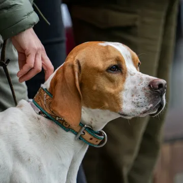 Pointer dog and handler outdoors, showcasing companionship and control.