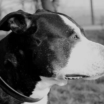 Pitbull, dog, american staffordshire terrier, animal, pet, portrait