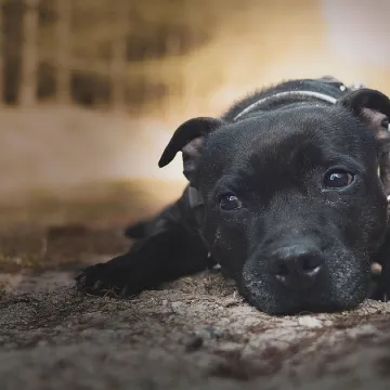 Staffordshire bull terrier, dog, pet, animal, nature, domestic dog, canine, mammal, cute, adorable