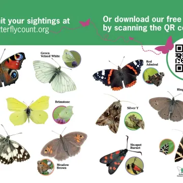 Big Butterfly Count P2