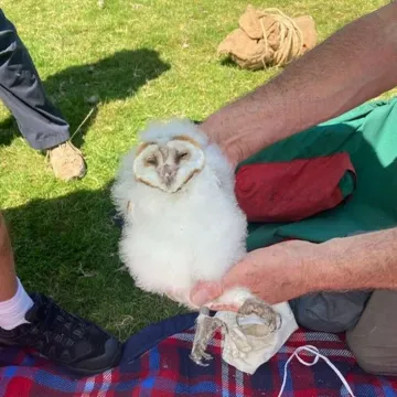 Barn Owl