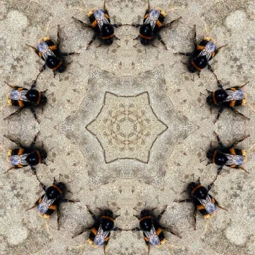 Circle of bees