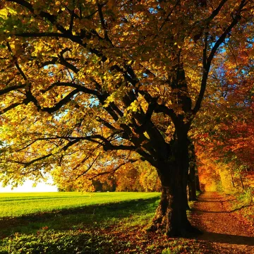 Idyllic forest trail in autumn with colorful