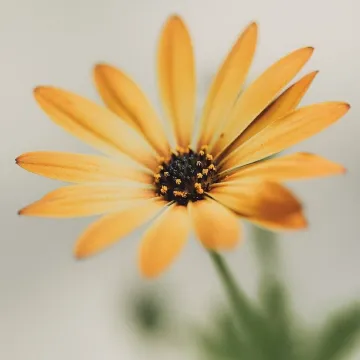 Flower, nature, hd wallpaper, flower wallpaper, bl