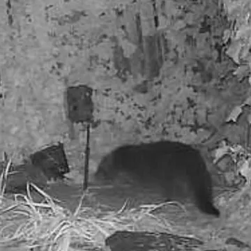 Otter 2