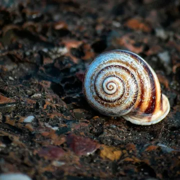 Snail, shell, stones, texture, nature, spiral, sha