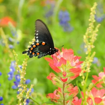 Butterfly, nature, flower, pollination, wings, mea