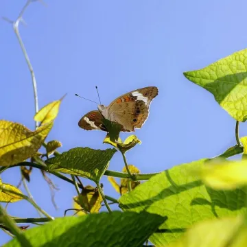 Butterfly, nature, insect, wings, pollination, sum