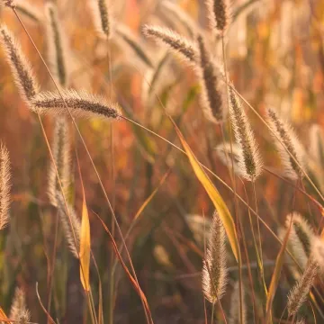 Grasses, seeds, wiese, schöne natur, fotos