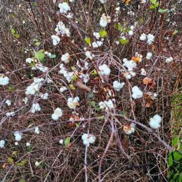 Snowberries2
