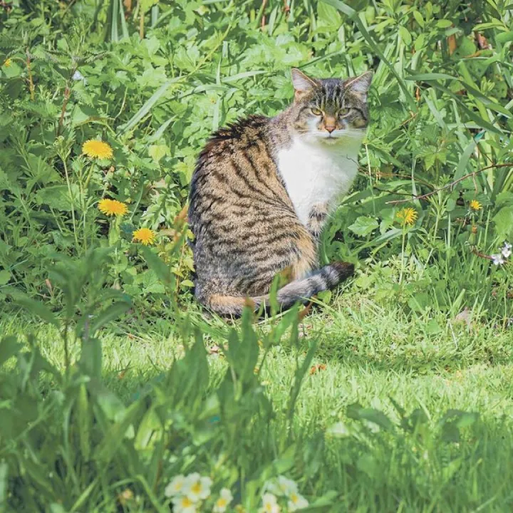 No-Mow-May
