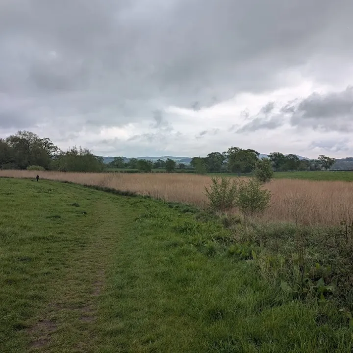 Reed Bed