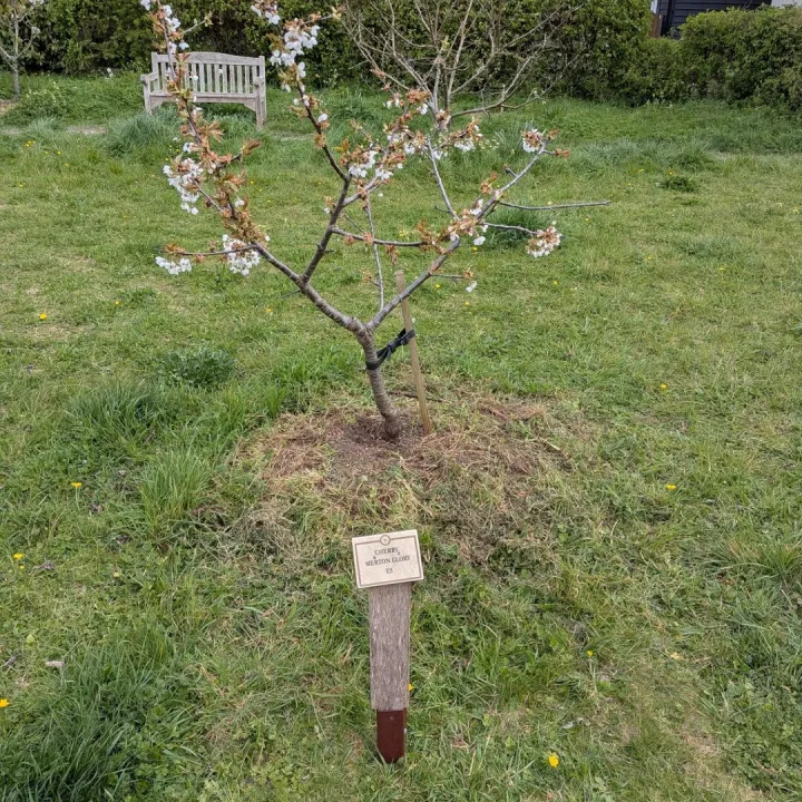 Community Orchard Tree