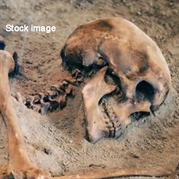 Skeleton_stock Image
