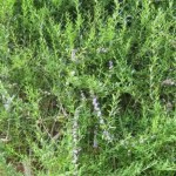 Arley Hall and Quarrybank9