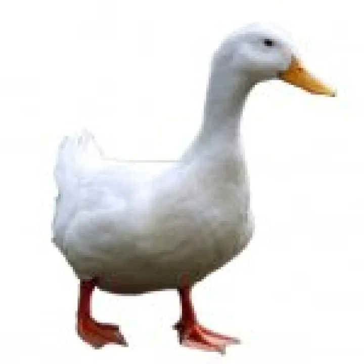 Aylesbury Duck Cutout