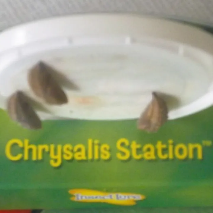 15-9-16 Day 14 chrysalids