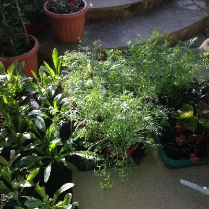 Mary & Colins Coffee Morning_B_2016