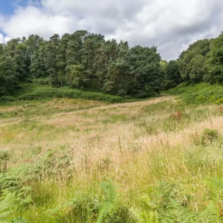 Woodland near Coppermine Lane