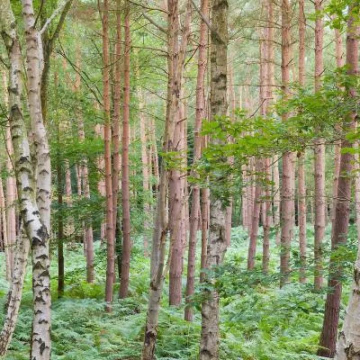 Peckforton Woods 4 2