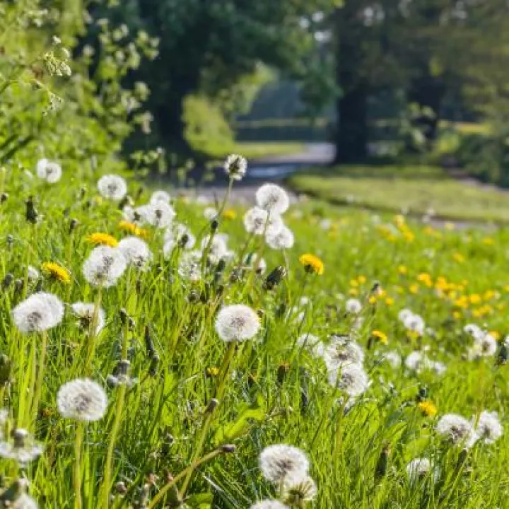 Grass Verge beside Peckforton Road, Cheshire