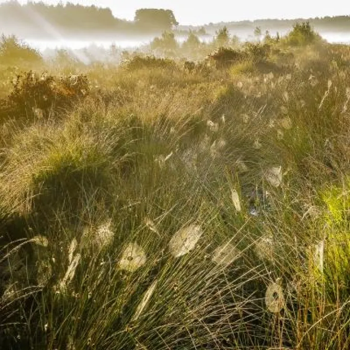 Great Blakemere – Vaughan Edge 2