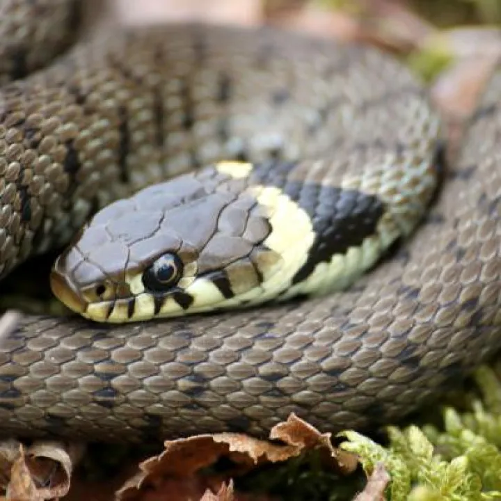 Grass Snake – Chris Gilbert (Great Blakmere)