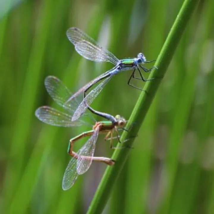 Emeralds mating &ndash; Chris gilbert