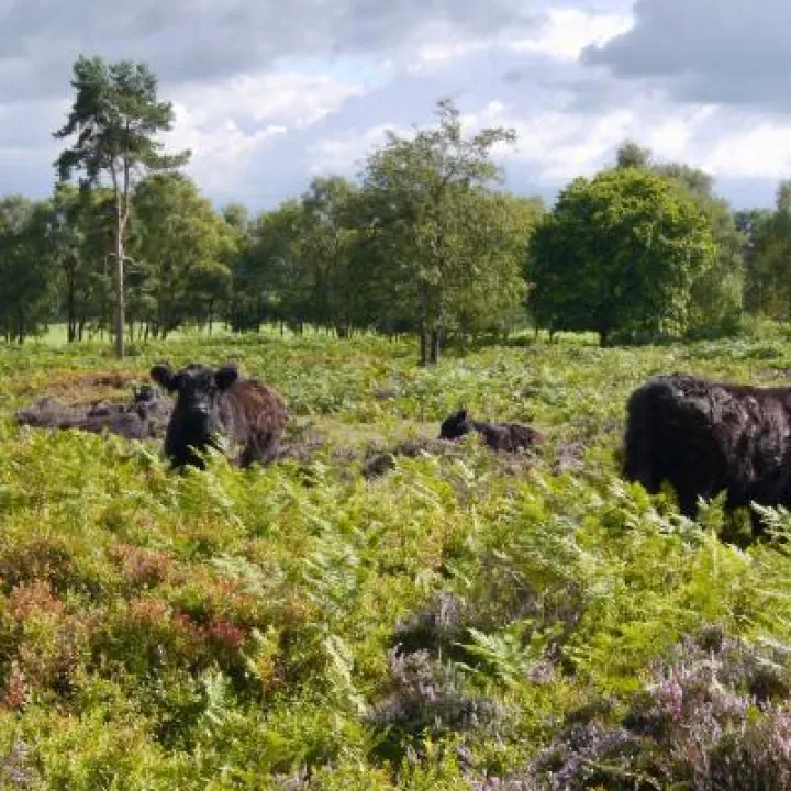 Cattle grazing on Bickerton Hill