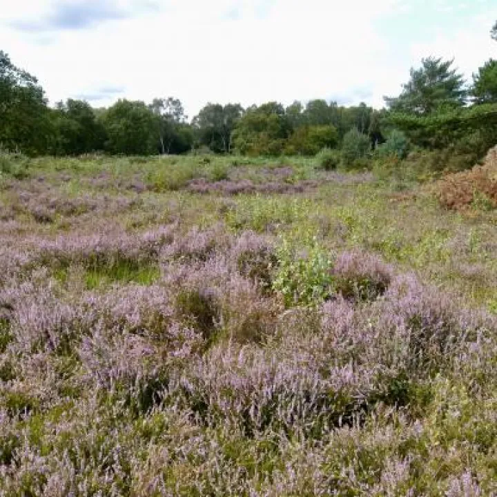 Little Budworth Country Park heathland restoration