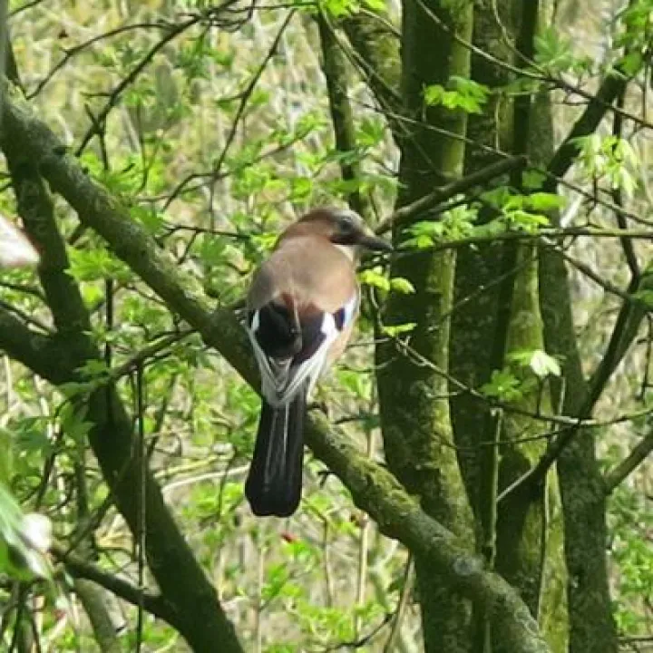 Spring in Tarvin woodland Fullsizeoutput_24c2