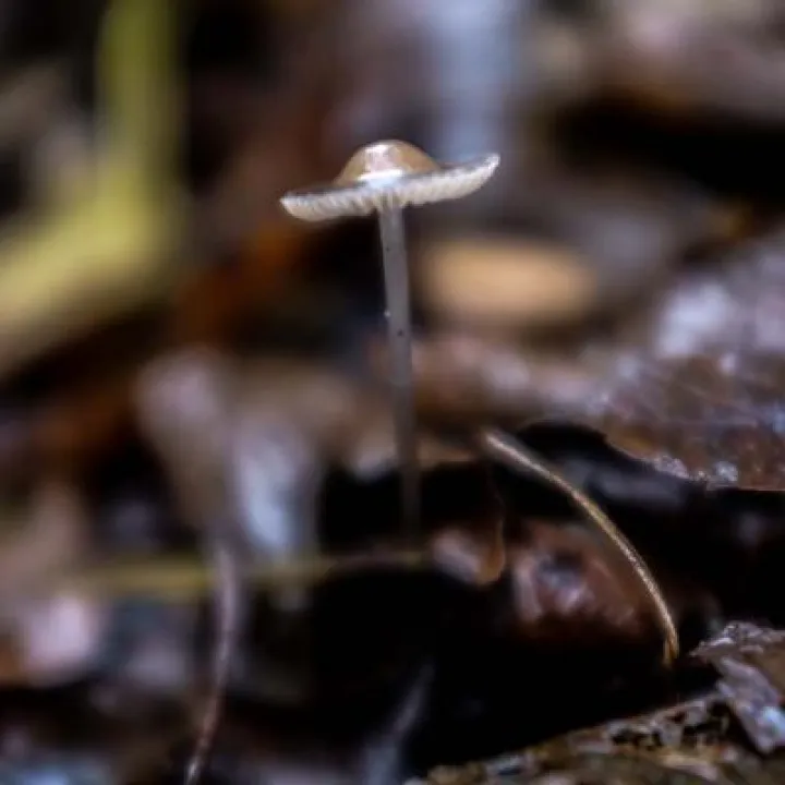 Fungal Foray 10