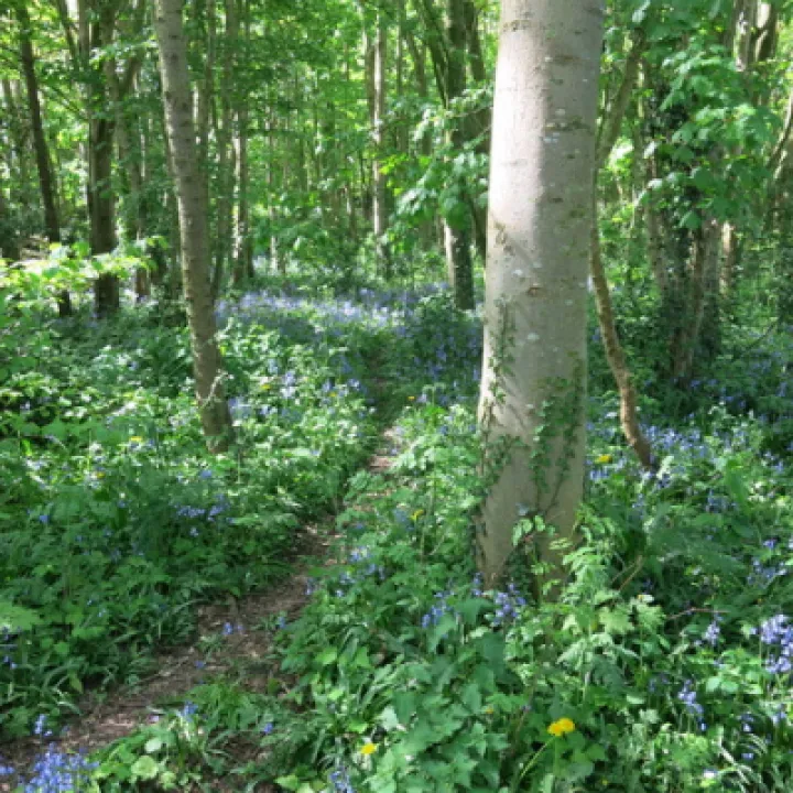 Woodland Walk KB Image002 (12)