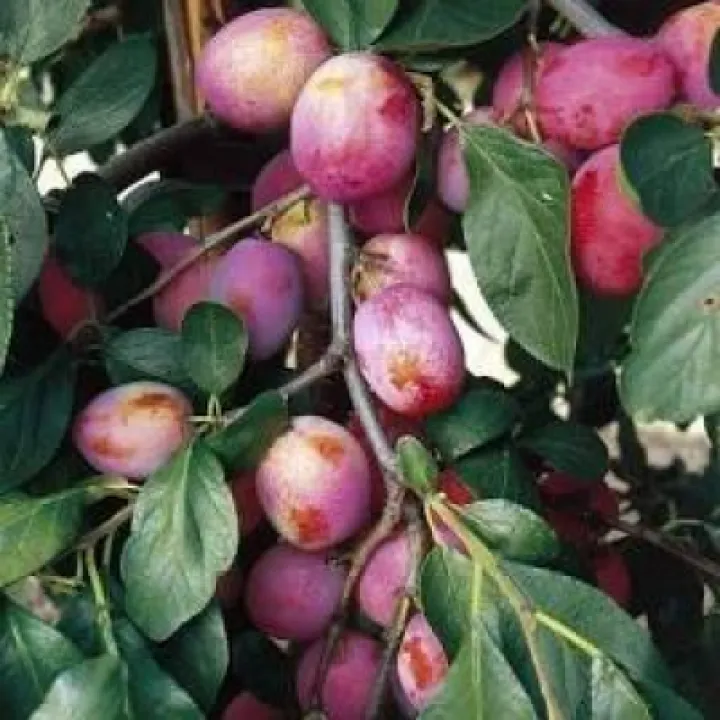 Victoria Plum
