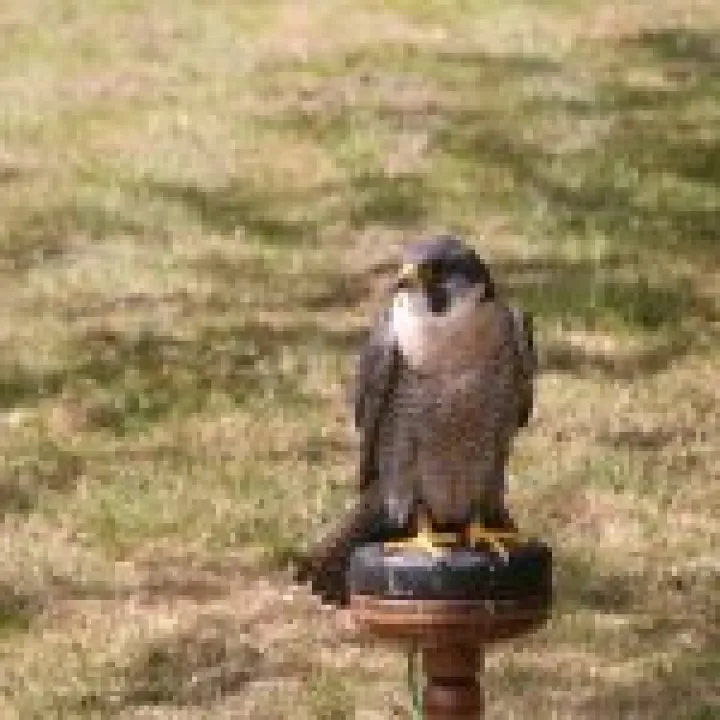 Northumbria 2009 009