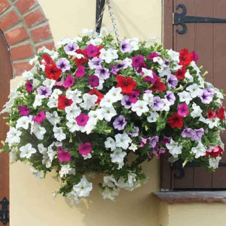 Petunia Surfinia 2_210623