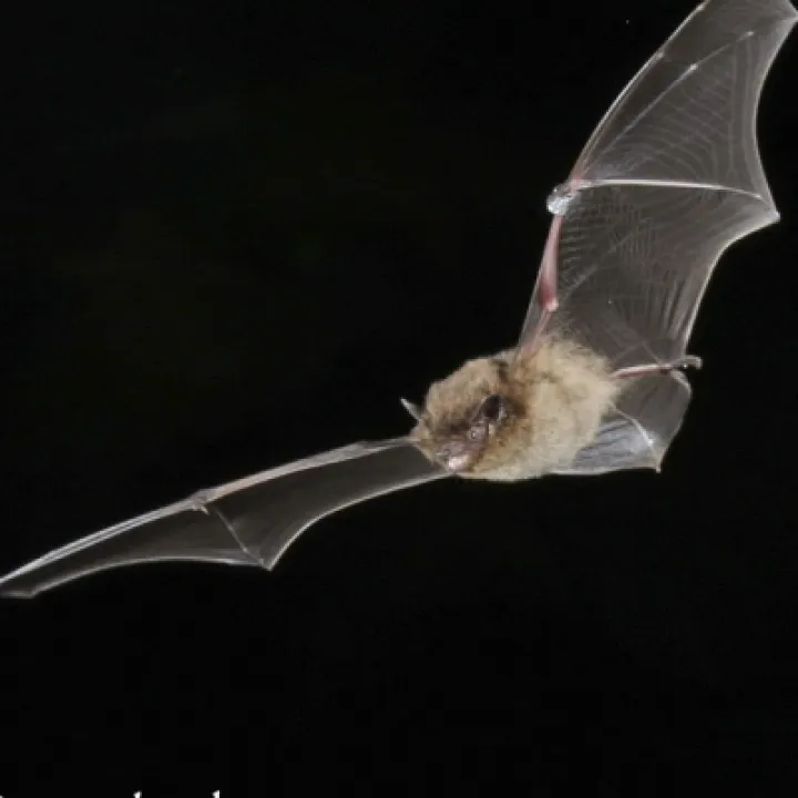 Pipistrelle in flight