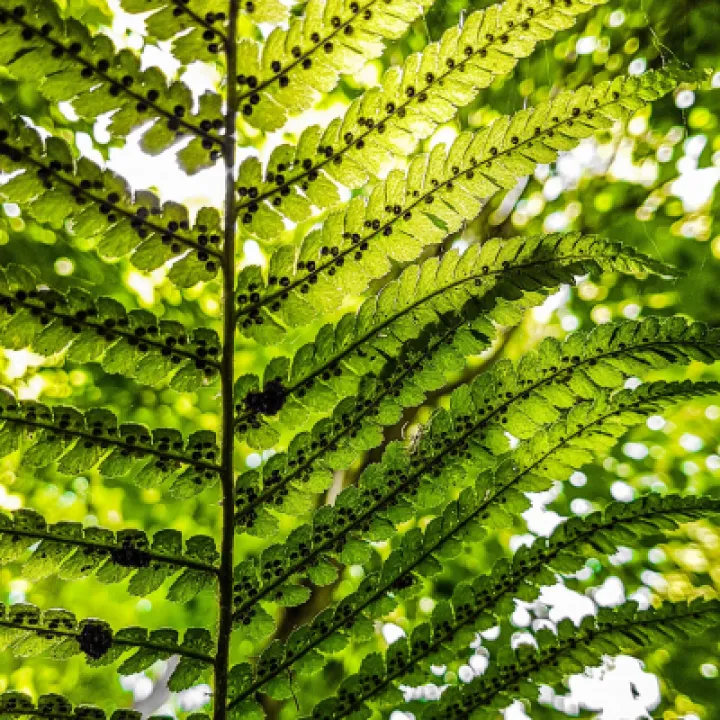 Image: 02 JuniorC Alicia SunlightFern