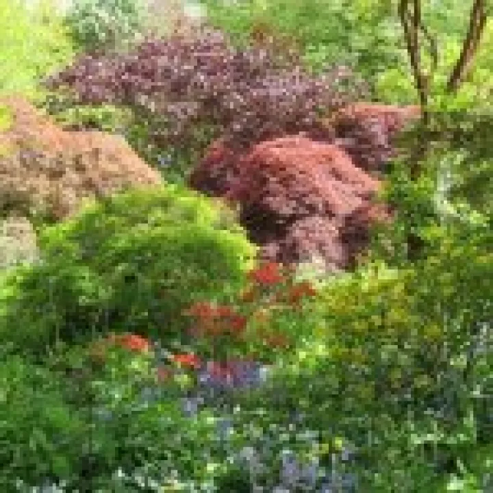 Branklyn Gardens jpg3