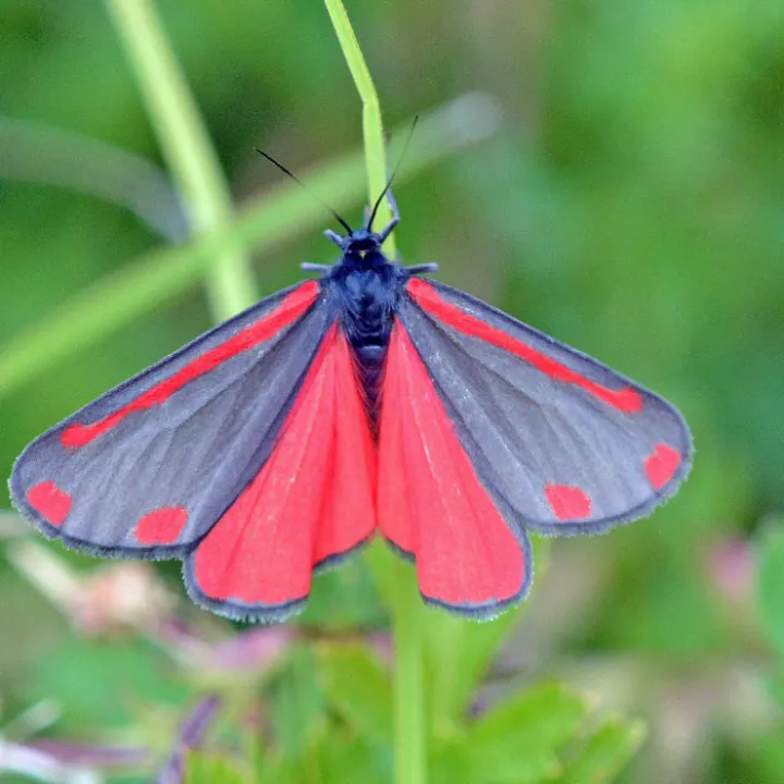 Cinnabar Moth