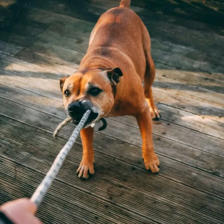 Brown Dog Biting A Rope