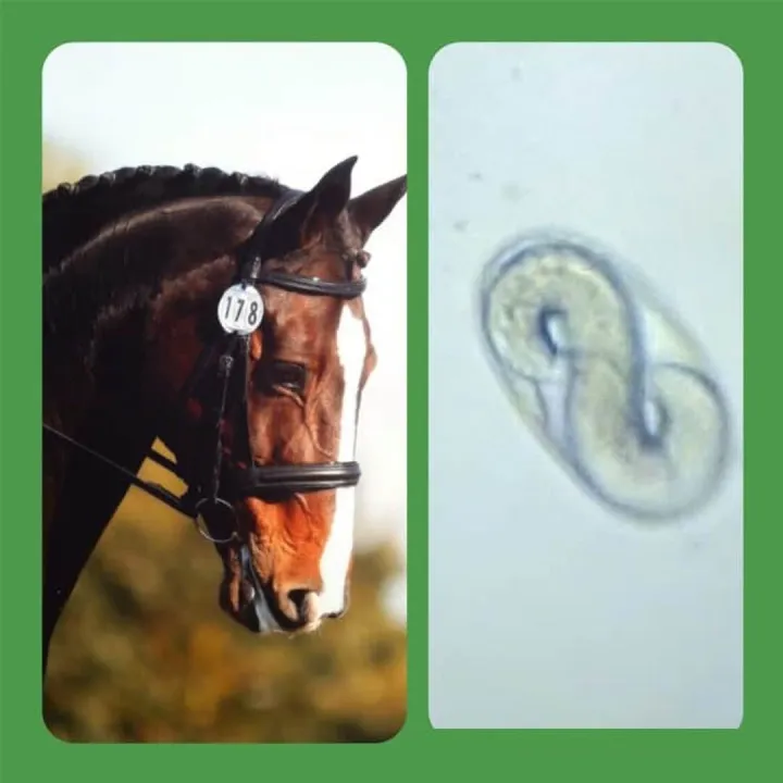 Worm Egg Count